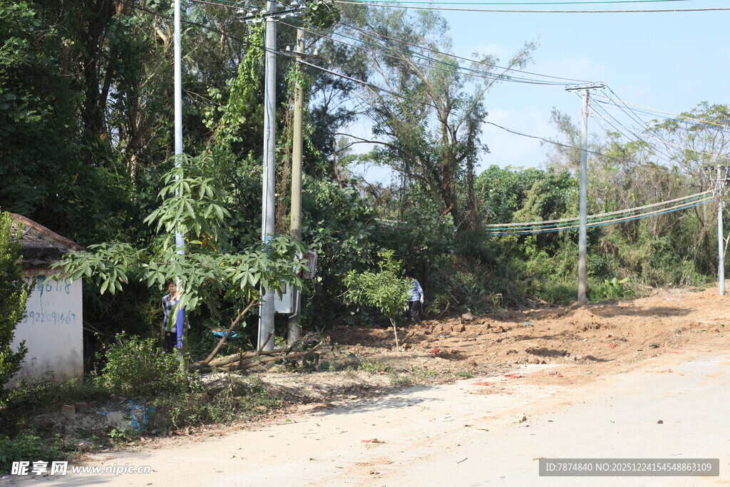 乡村土路旁的自然景象