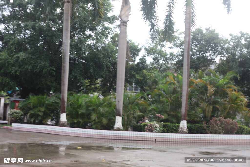 雨中庭院绿植景观