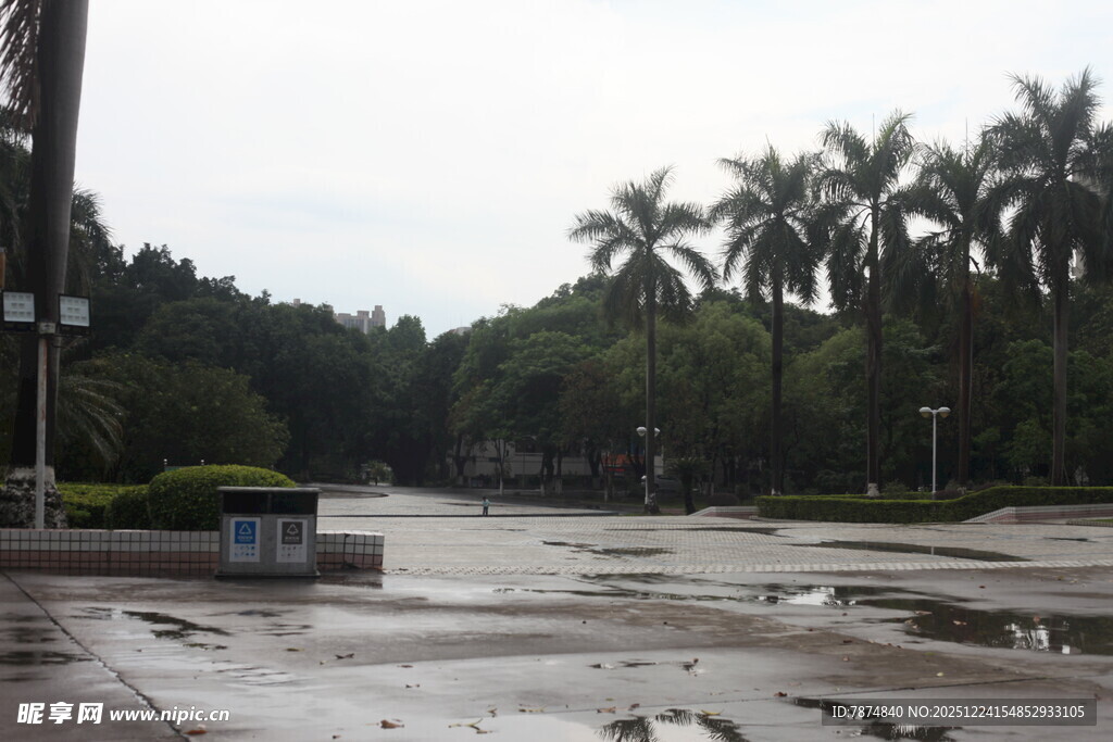 雨后湿润的林荫道路