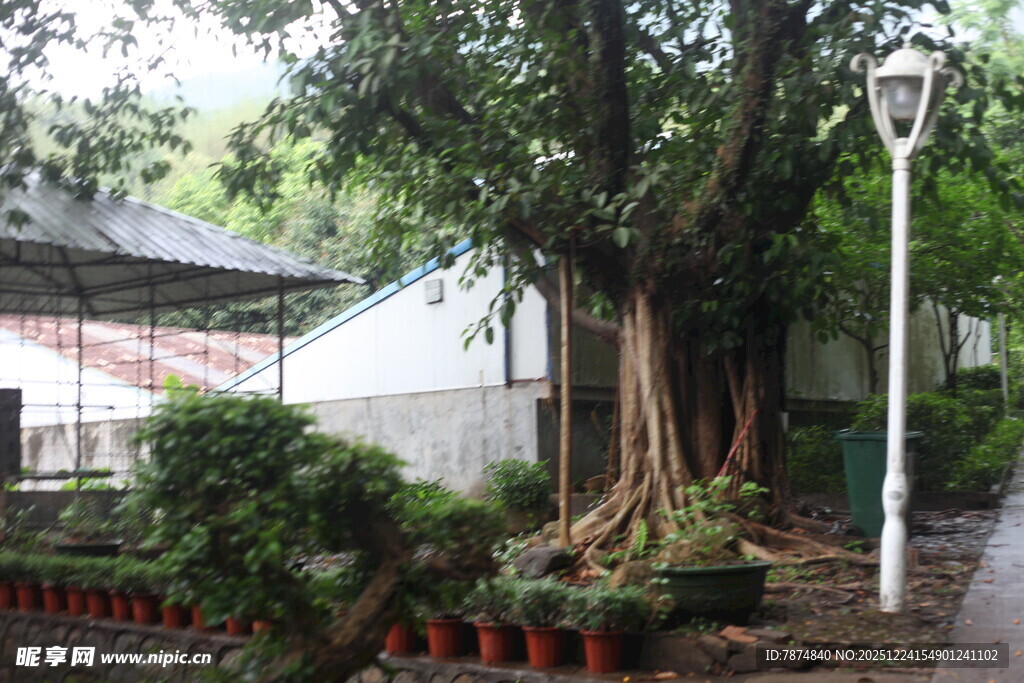 古树下的静谧街边景致