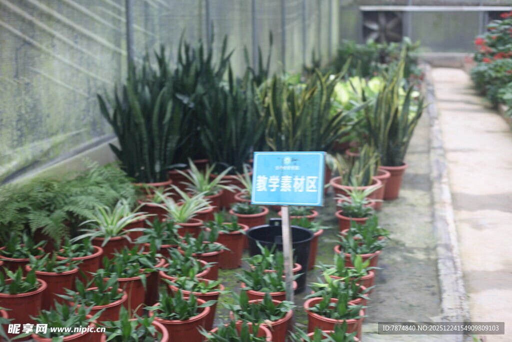 温室中的多样绿植展示