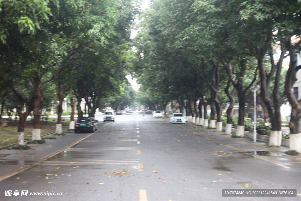 雨后林荫大道