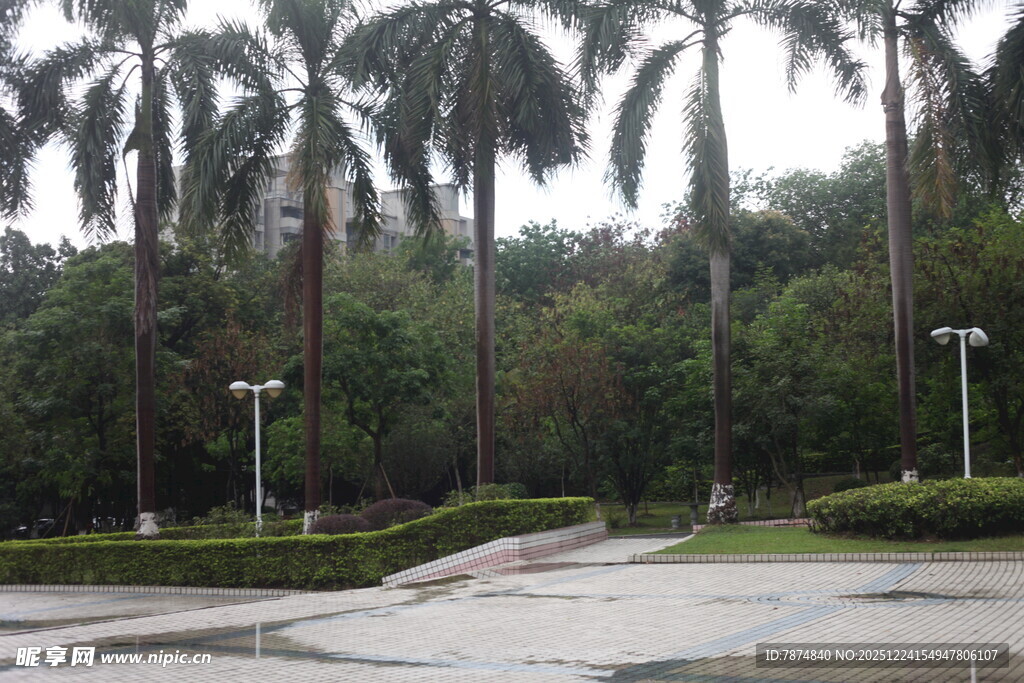 雨后的棕榈树景观