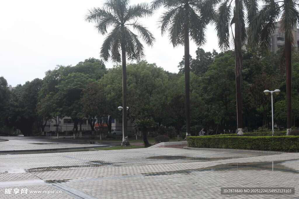 雨后公园的棕榈树景观