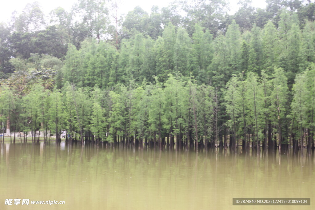 湖畔绿树成荫的自然景致