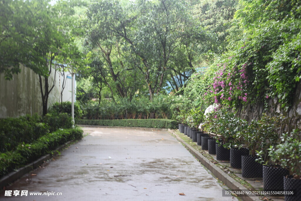 绿意盎然的幽静园林小道