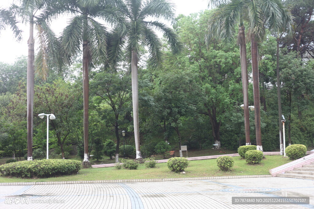 公园中的热带树木景观