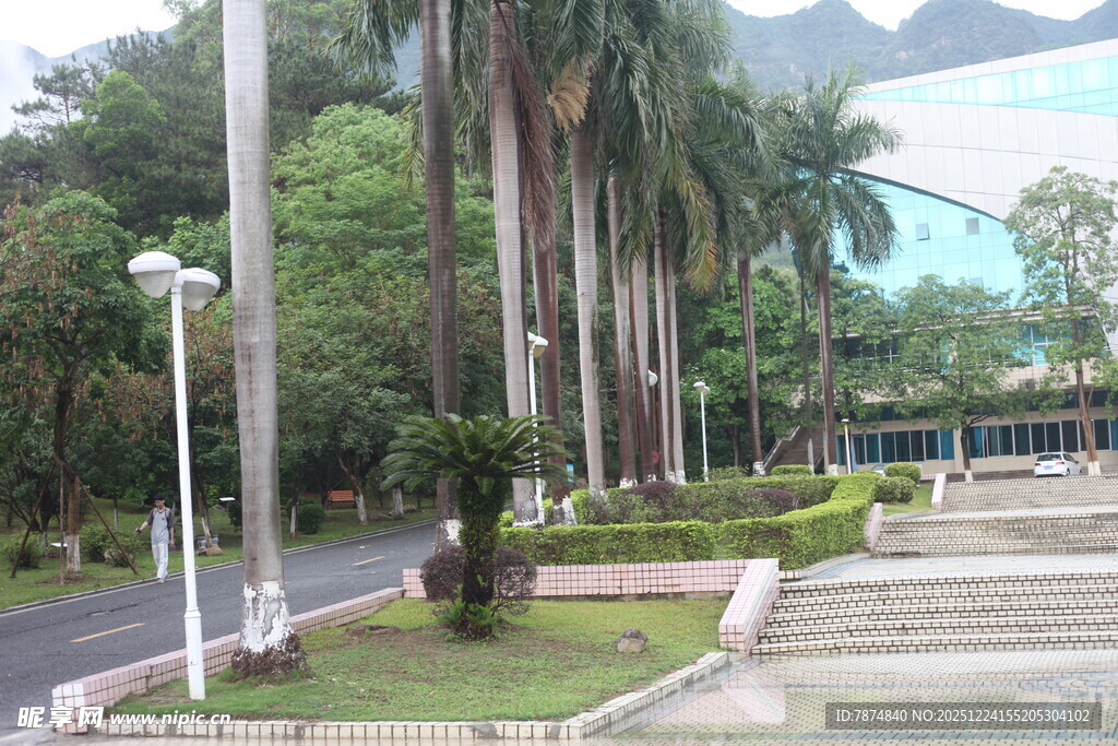 城市中整齐排列的高大棕榈树