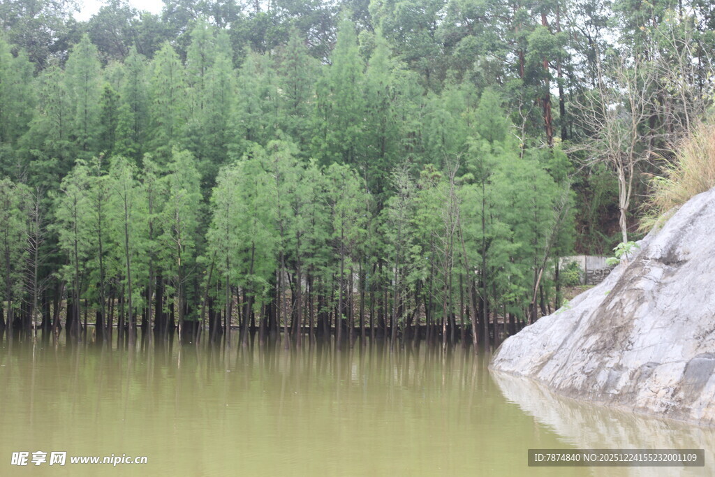 河畔绿树成荫的自然景致