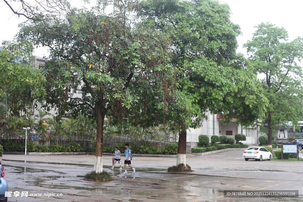 雨后公园的静谧场景