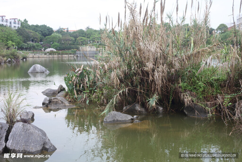 湖畔芦苇与石头的自然景致