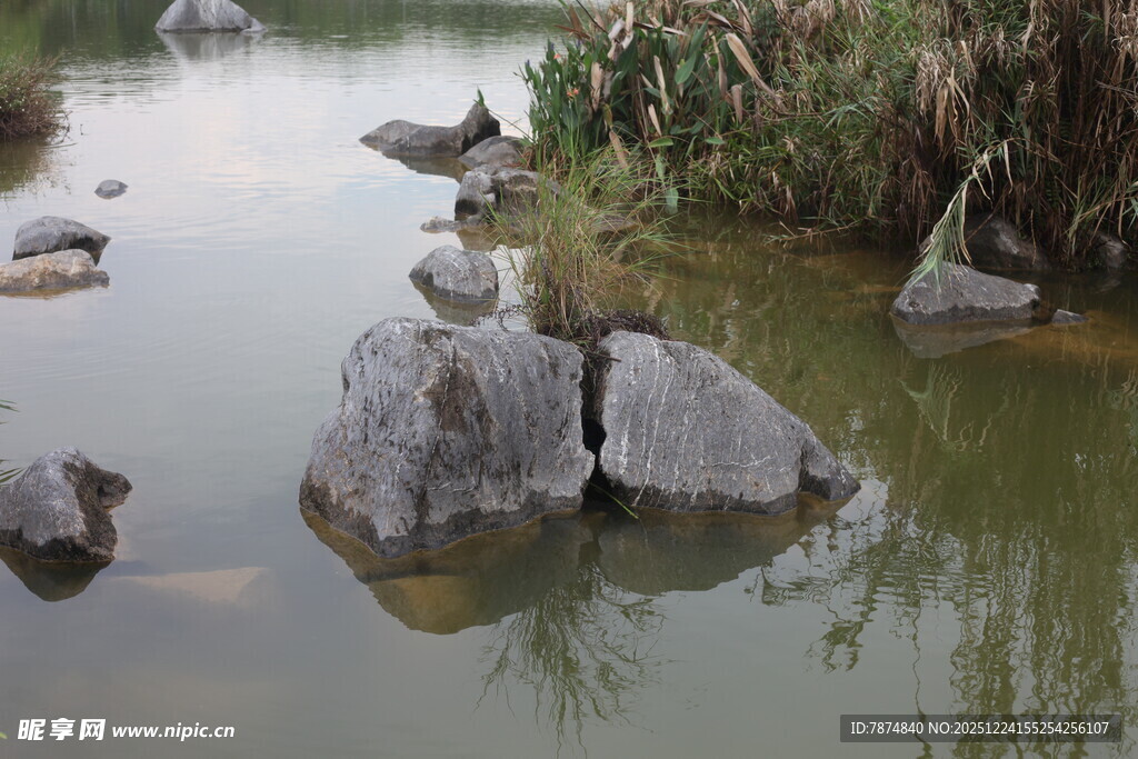 水中岩石旁栖息的鸟儿