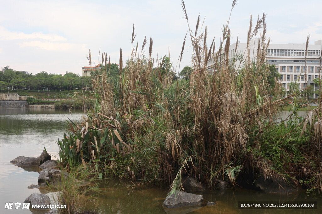 湖畔芦苇与水中动物景观