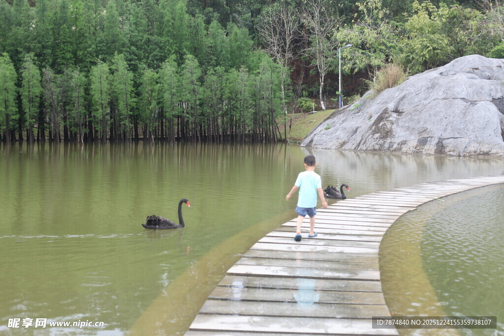小孩在水边栈道观黑天鹅