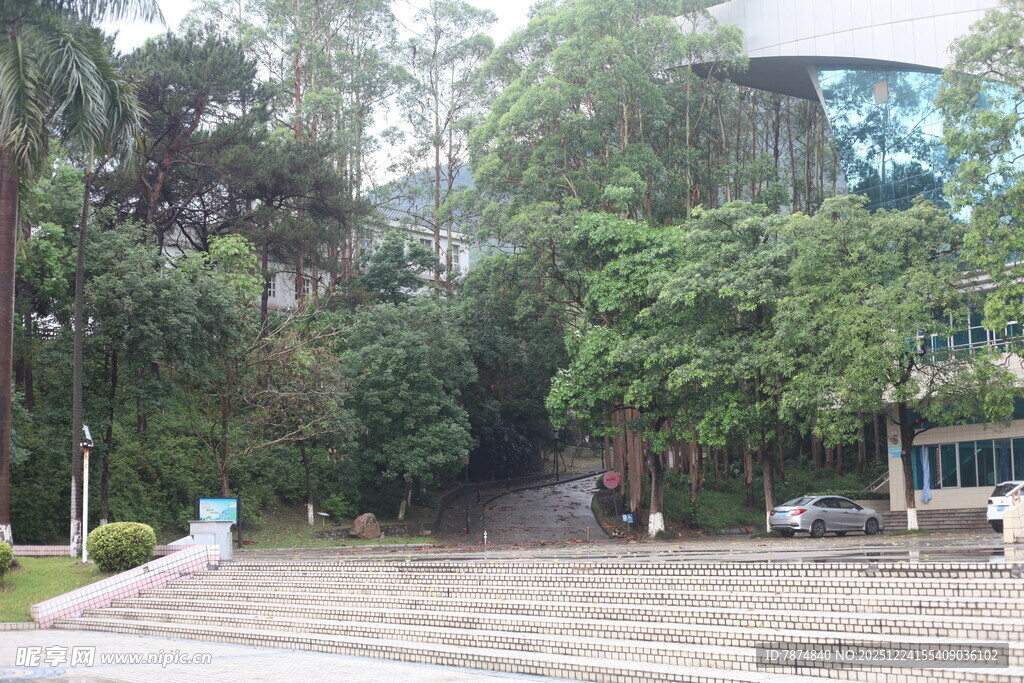 校园林荫步道景观