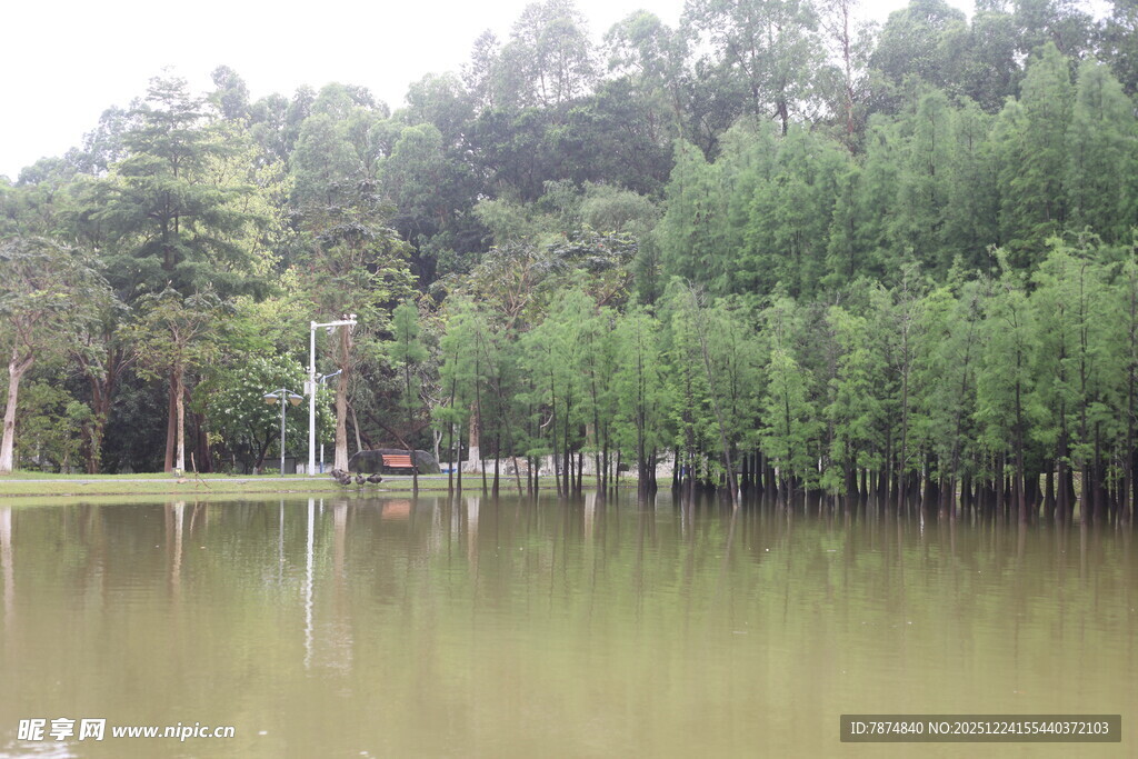 湖畔绿树成荫的静谧景致