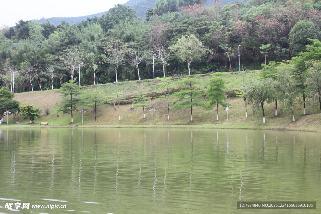 宁静湖畔的绿意风光