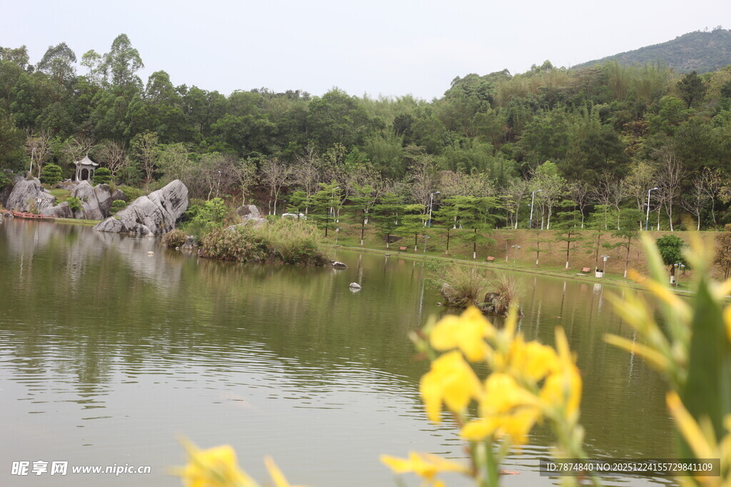 湖畔黄花映绿树美景