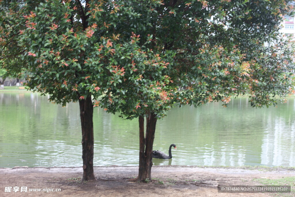 湖畔双树旁的悠闲鹭鸟
