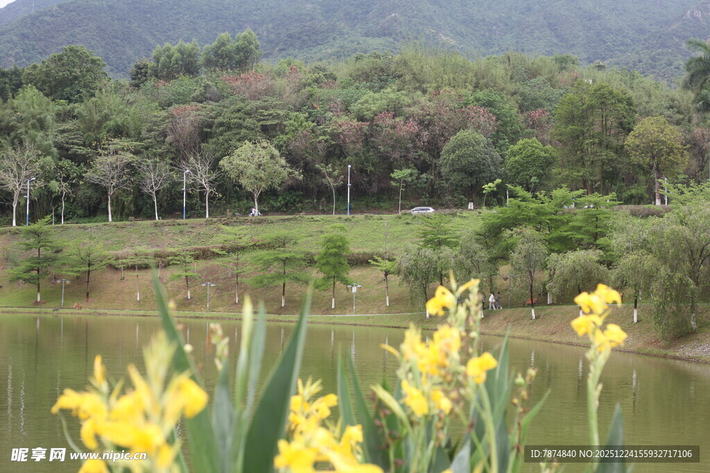湖畔黄鸢尾与葱郁山林