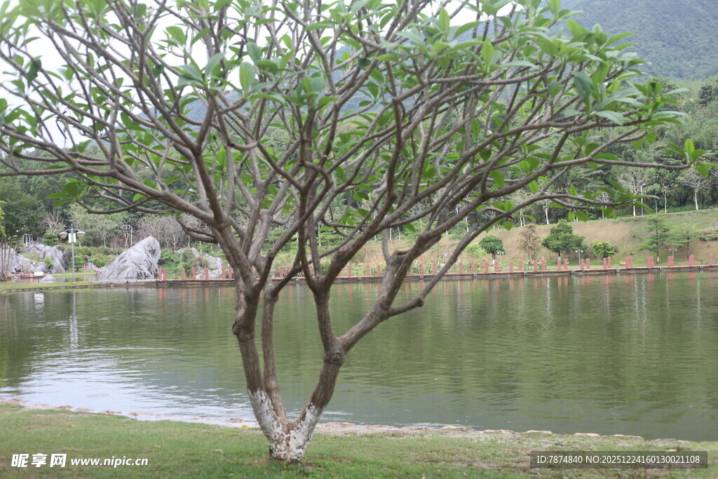 湖畔孤树 自然静谧景致