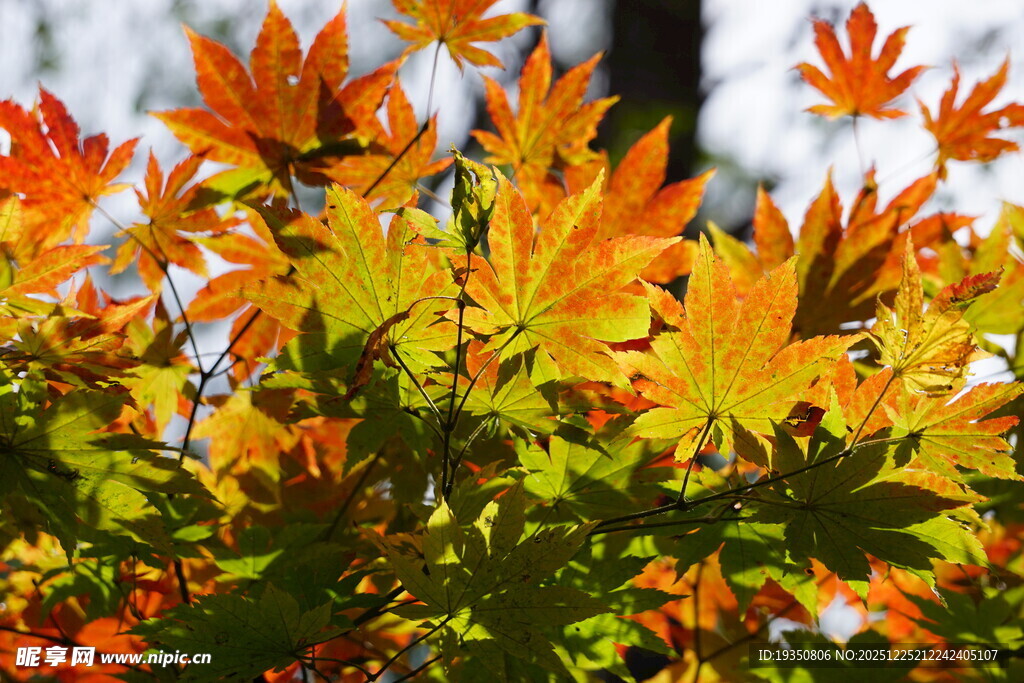 秋日绚烂枫叶特写