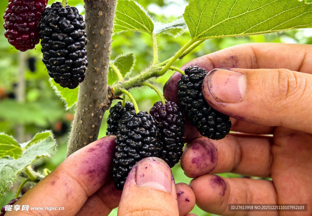 手摘桑葚