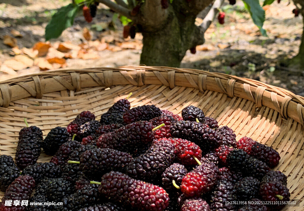 竹篮中的桑葚果