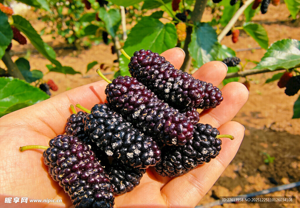 手捧紫桑葚