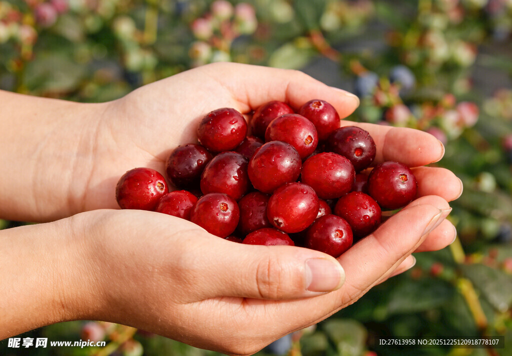 手中捧满蔓越莓