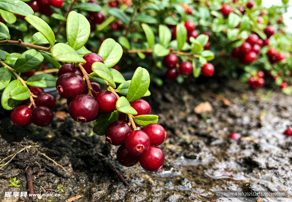 蔓越莓植株上的鲜红果实