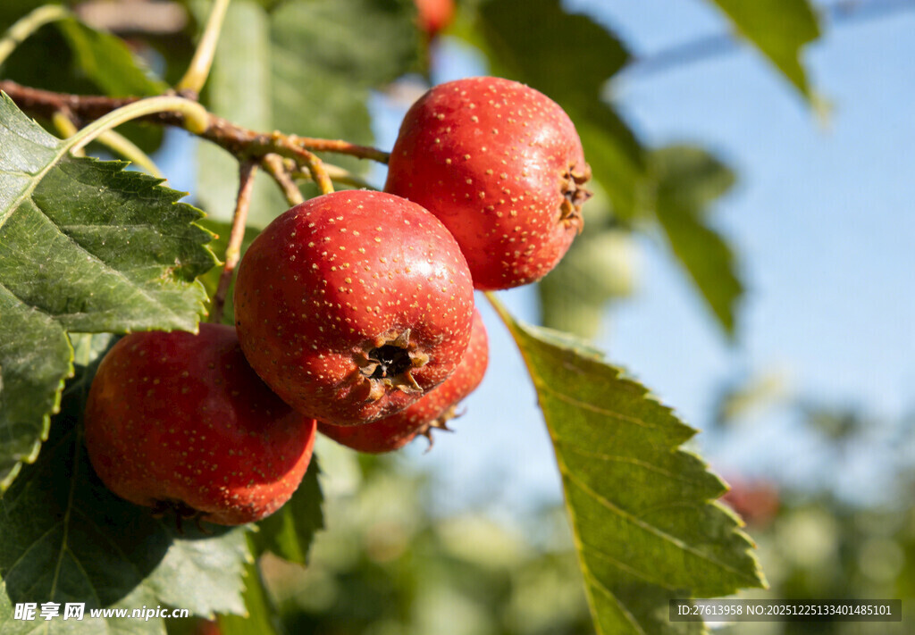 枝头红山楂