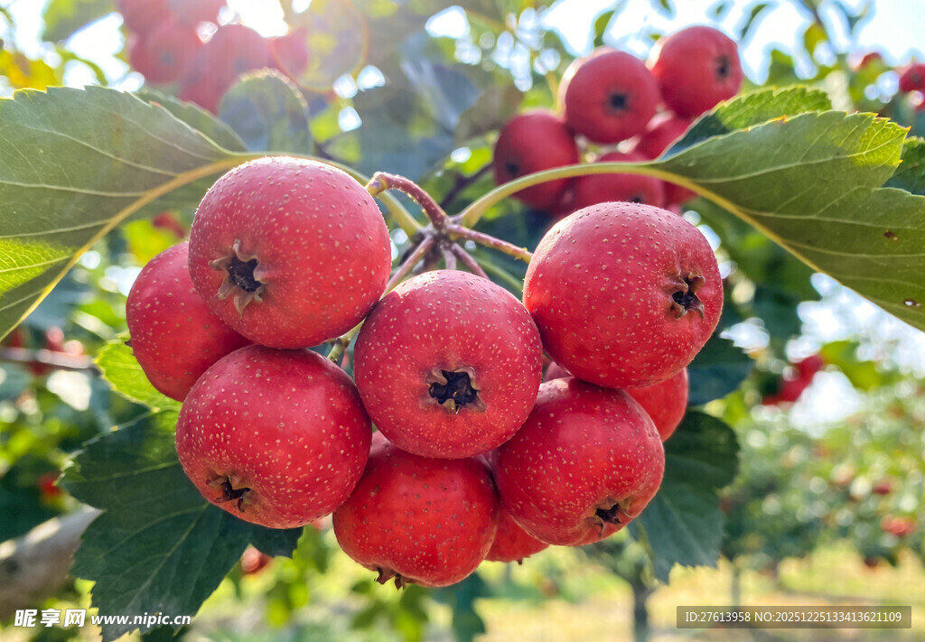 枝头红山楂