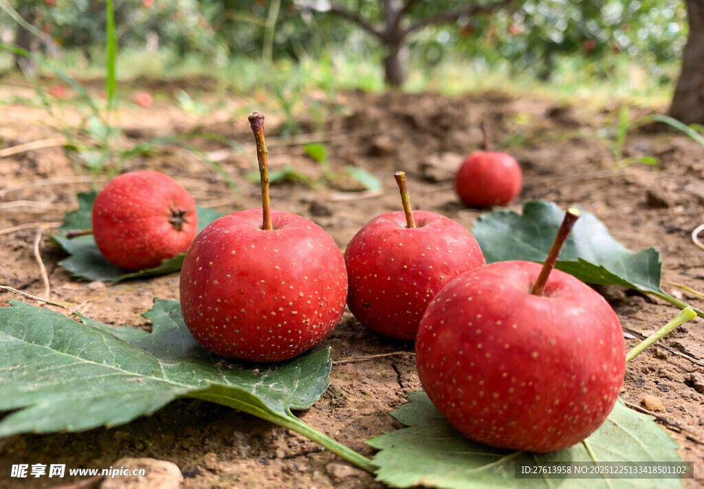 地上的山楂