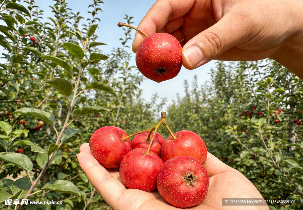 手捧山楂果