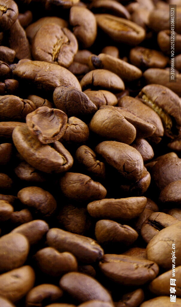 饱满咖啡豆特写