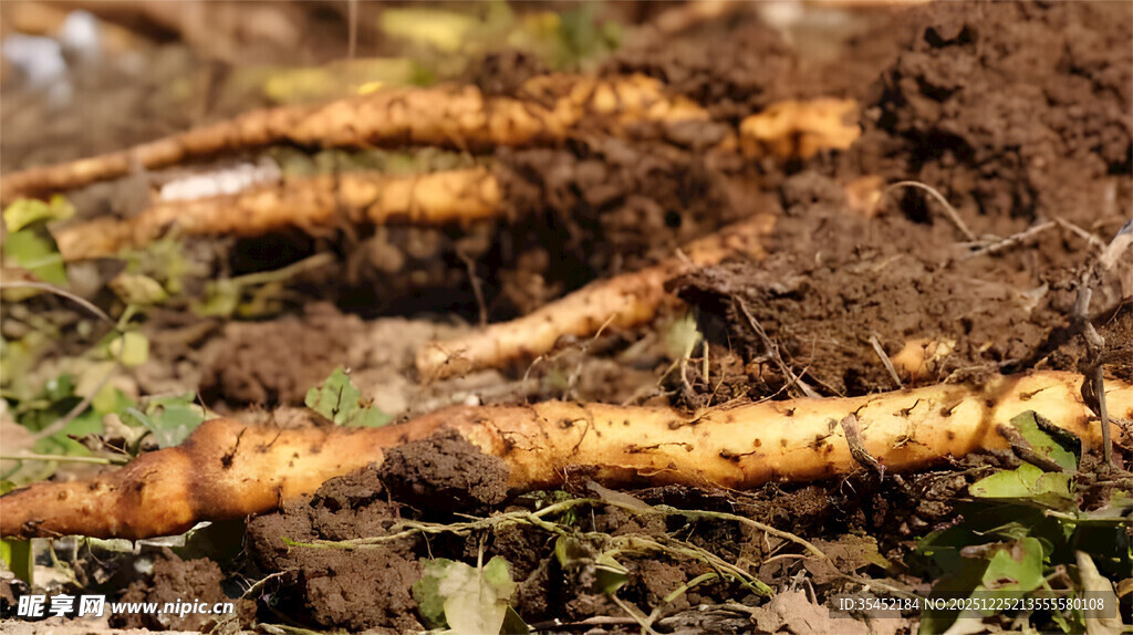 山药栽培
