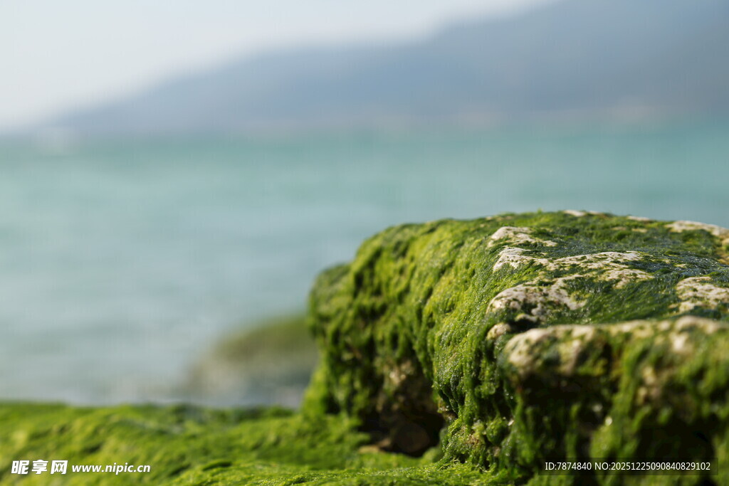 海边覆绿苔的岩石