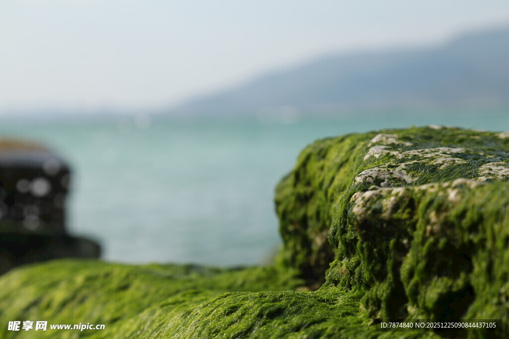 海边覆满青苔的岩石