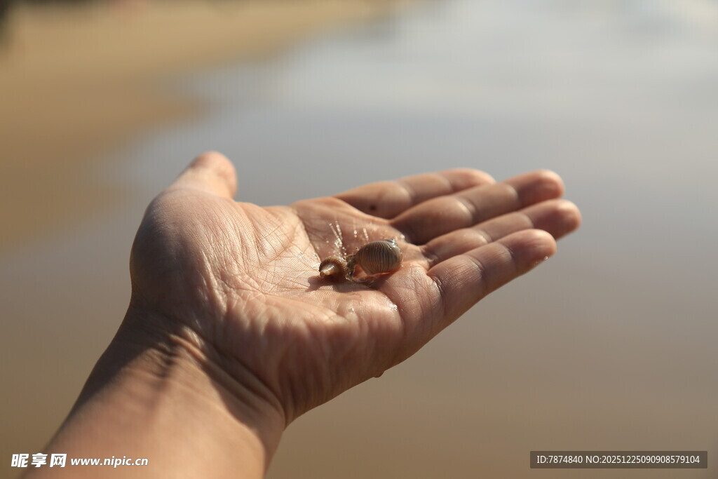 手中的海边小贝壳