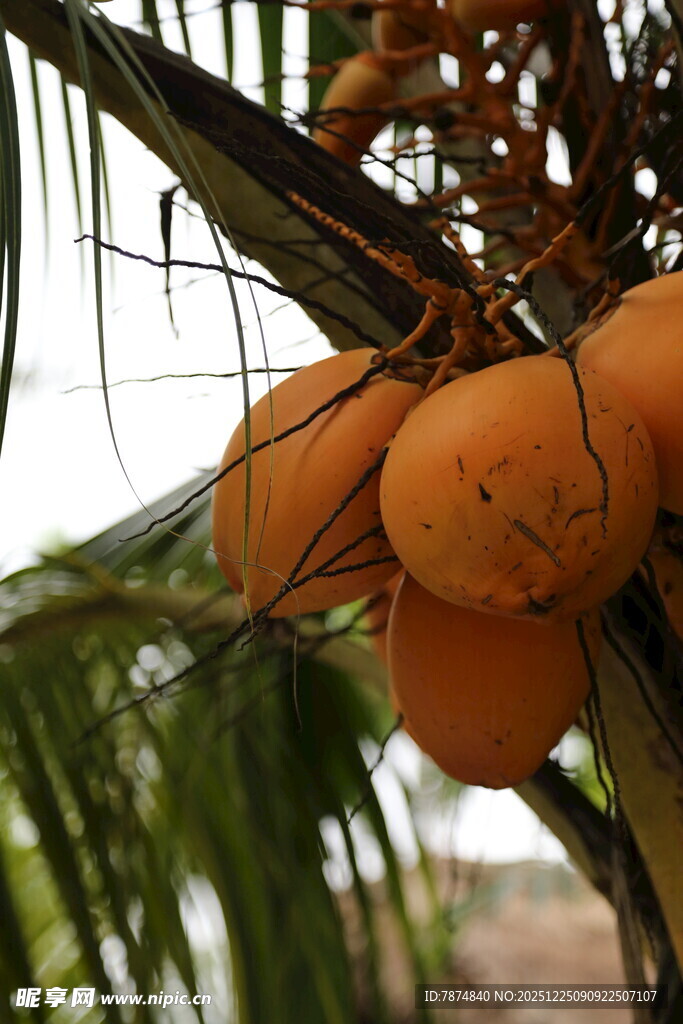 椰树上饱满的金黄椰子