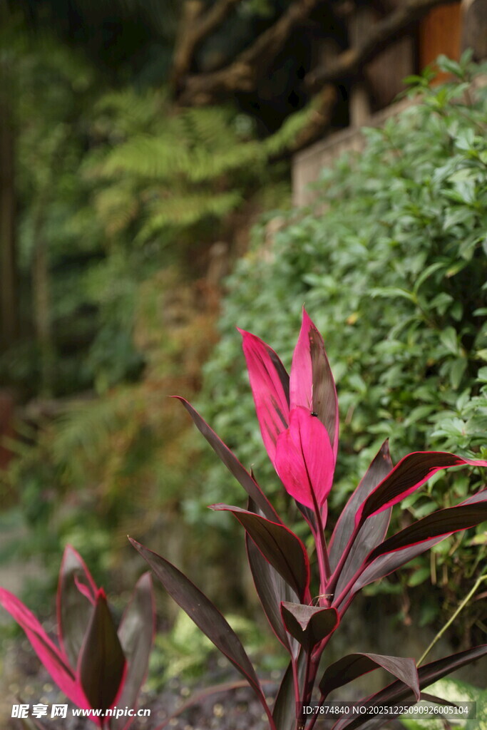 娇艳粉色花卉与绿植相伴