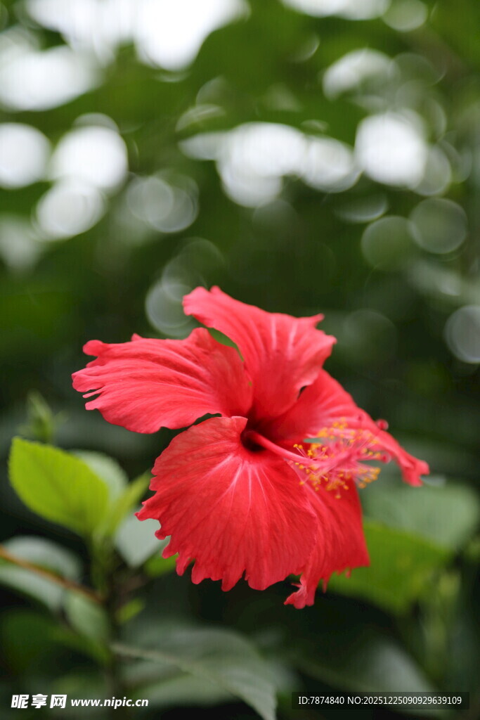 娇艳红色扶桑花