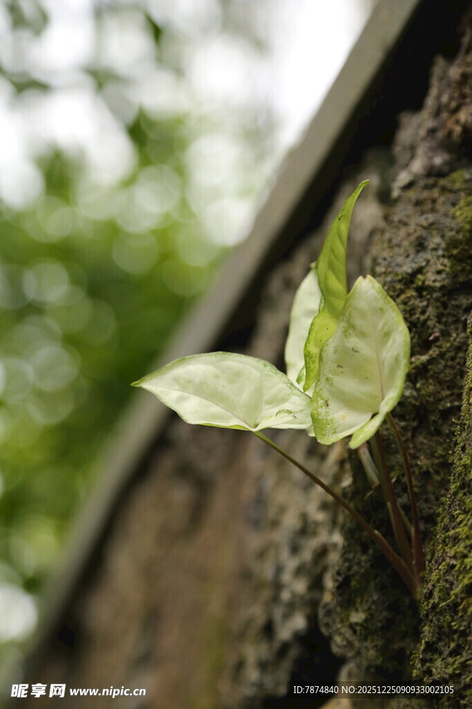 墙边嫩绿新叶生机盎然