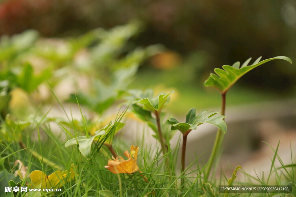 春日草地间的娇嫩小花