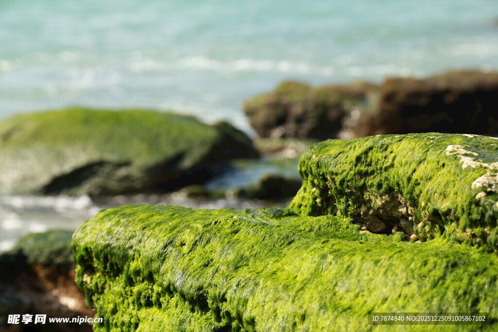 海边覆绿苔的岩石