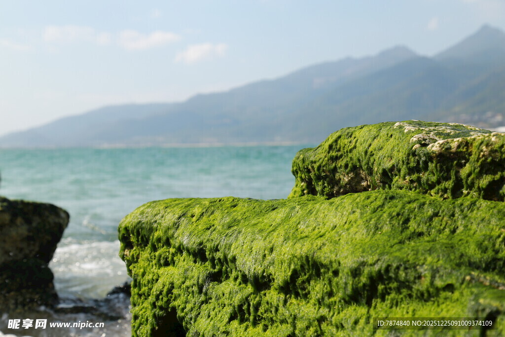 海边覆绿苔的岩石景观