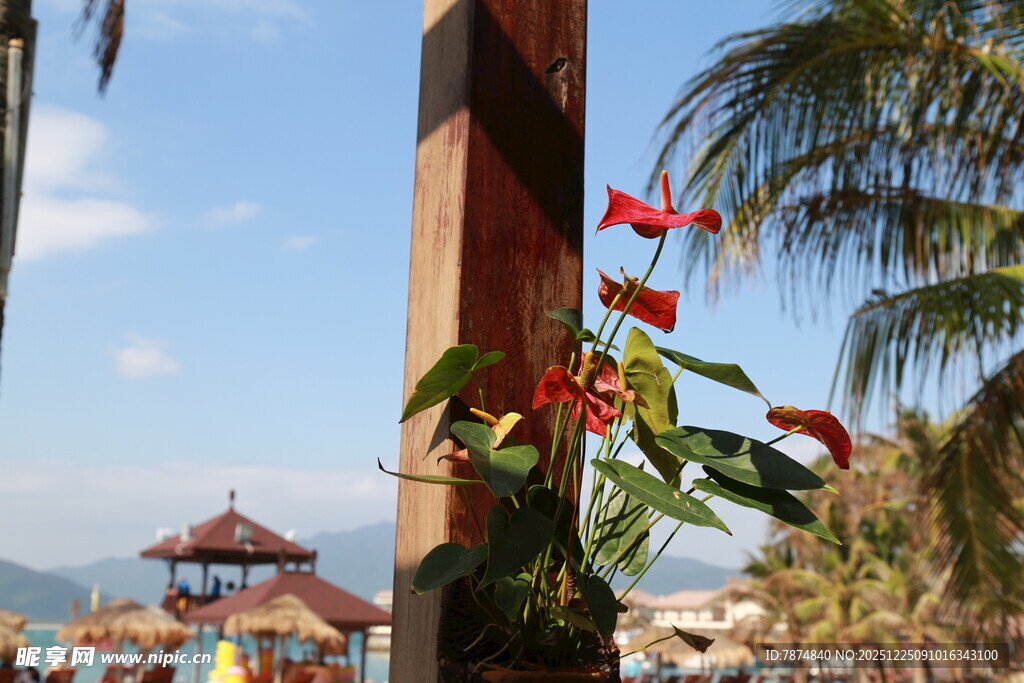 海滨美景中的艳丽花卉