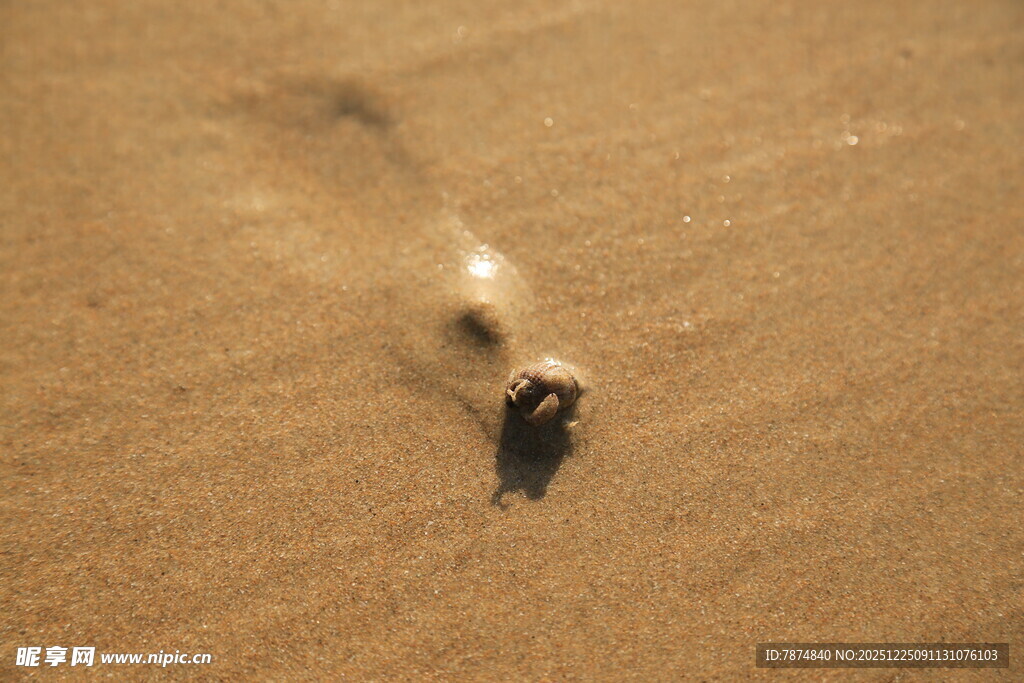 海滩爬行的海螺