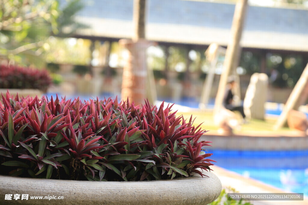 盆栽植物前的泳池景致